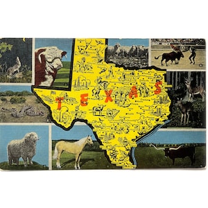 Carte postale des années 1940 Greetings from Texas grande lettre et carte postale animal du Texas - inutilisé