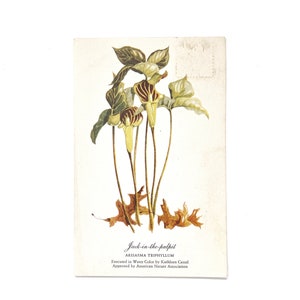 Jahrgang 1957 Preis ist richtig, Vitrinen-Vorlage auf einer botanischen Jack-in-the-Pulpit-Blumenpostkarte