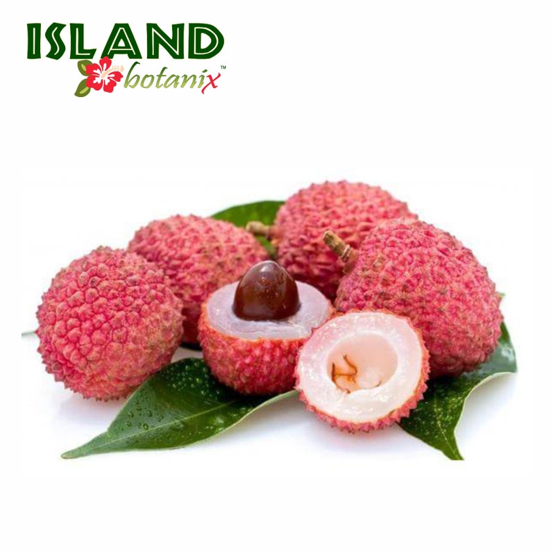 island botanix perfume oils #fragranceoils #essentialoils #naturalfragrance #perfume roller #sensitiveskin #tropicalscents #romanticscents #fruityscents
#lychee #bodyoil