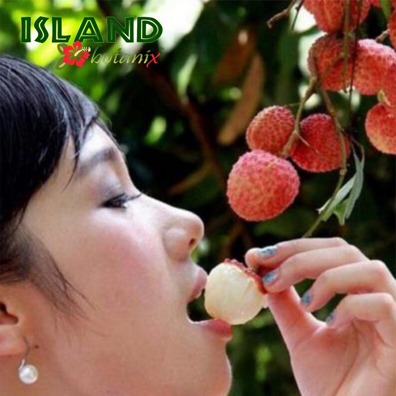 Sweet Lychee concentrated fragrance oil - Island Botanix perfume oils #fragranceoils #essentialoils #naturalfragrance #perfume roller #sensitiveskin #tropicalscents #romanticscents #fruityscents
#lychee #bodyoil