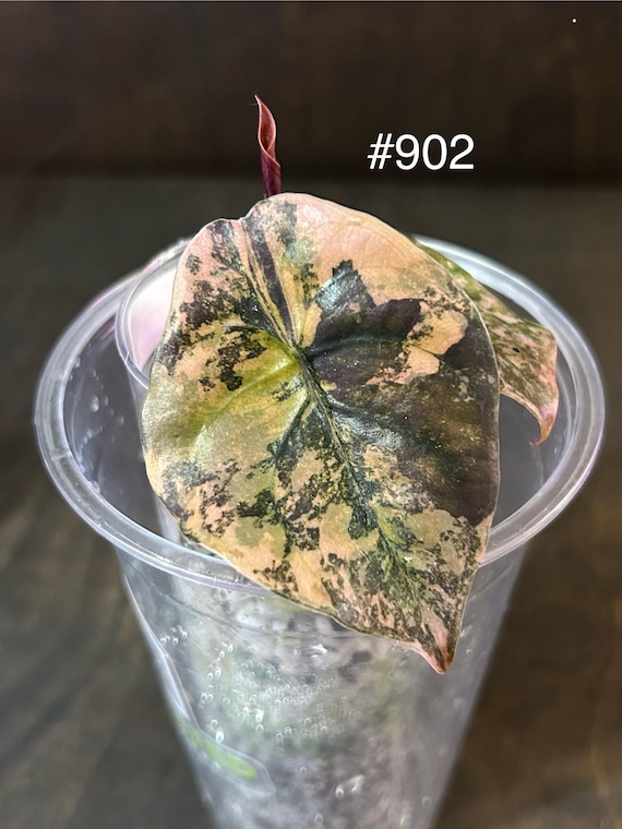 ルーカス　レア　ポラロイド Alocasia Cuprea Caramel Latte (aurea Pink) Variegated * USA Pick