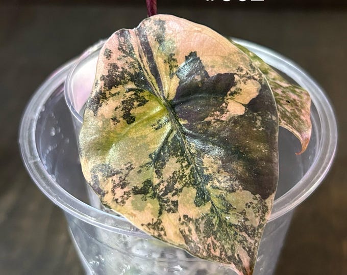 Alocasia Cuprea Caramel Latte (Aurea Pink) Variegated * USA Pick Your Plant