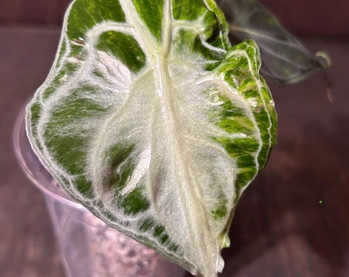 Alocasia VENOM AUREA Variegated * USA Pick Your Plant *