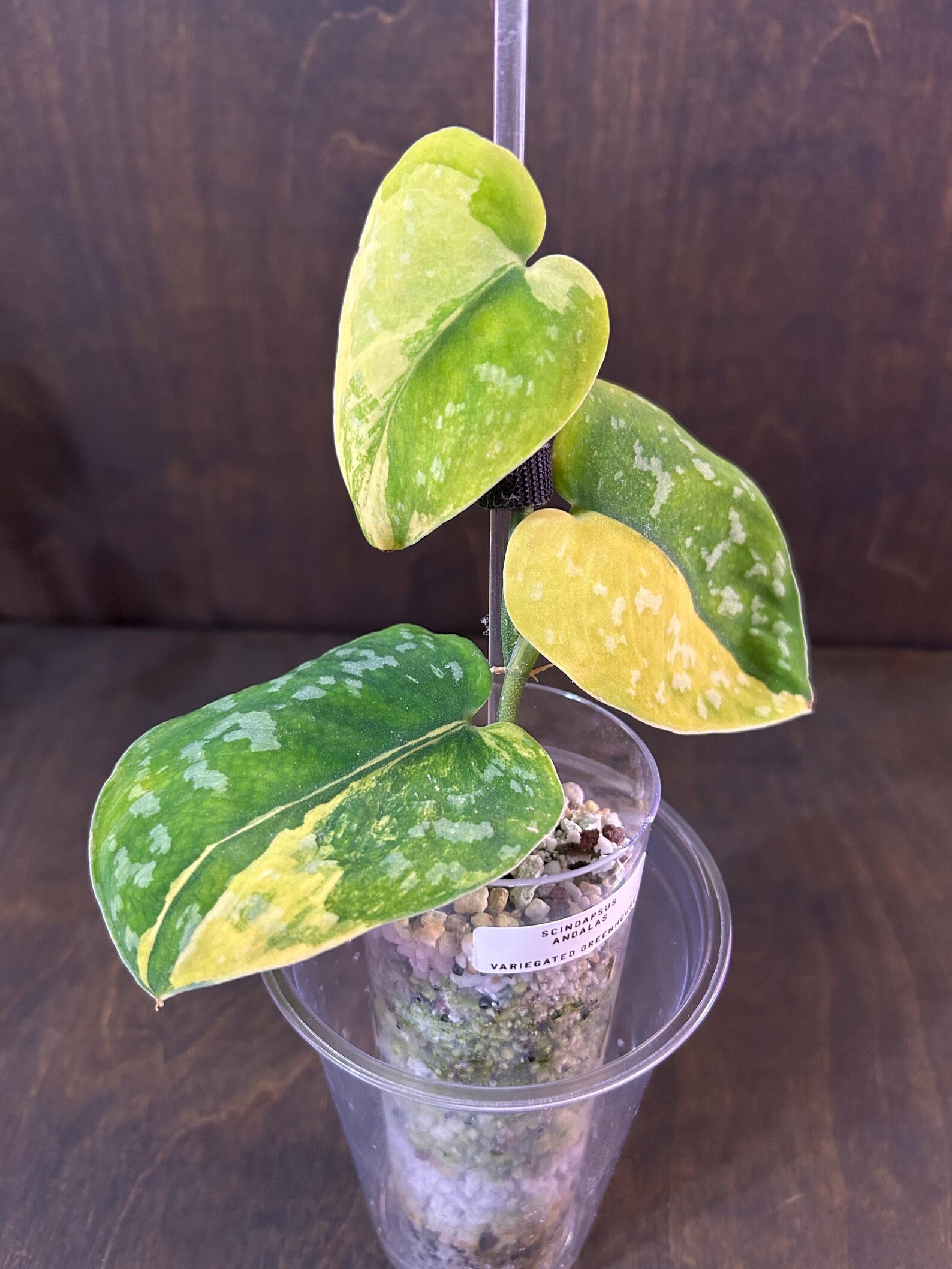 Scindapsus Variated Scindapsus Andalas * Highly Variegated * USA Exact Plant - Etsy