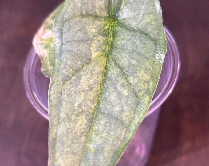 Alocasia Dragon Breath Aurea / Mint Variegated * USA Pick Your Plant