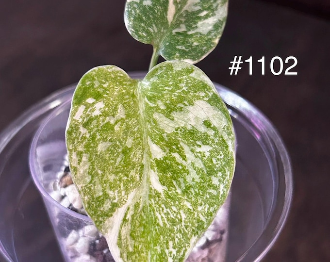 Monstera Cream Cheese Variegated * USA * Pick Your Plant !