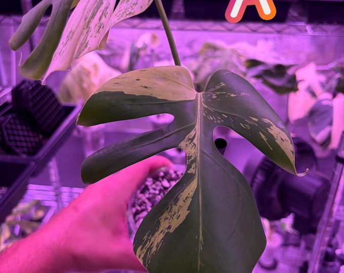 Monstera Light Lime (NON TC) * Variegated * USA Pick Your Plant