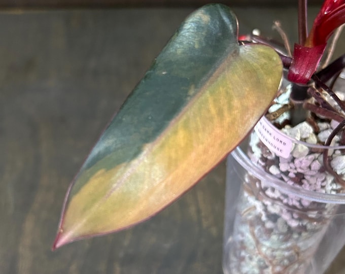Philodendron DARK LORD Variegated * USA Exact Plant