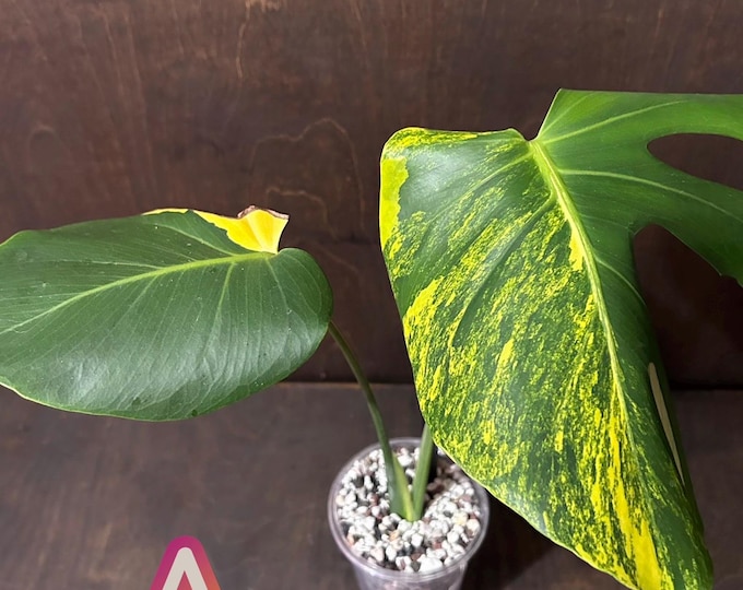 Monstera Lemon Pom Pom  * Variegated * Pick Your Plant!