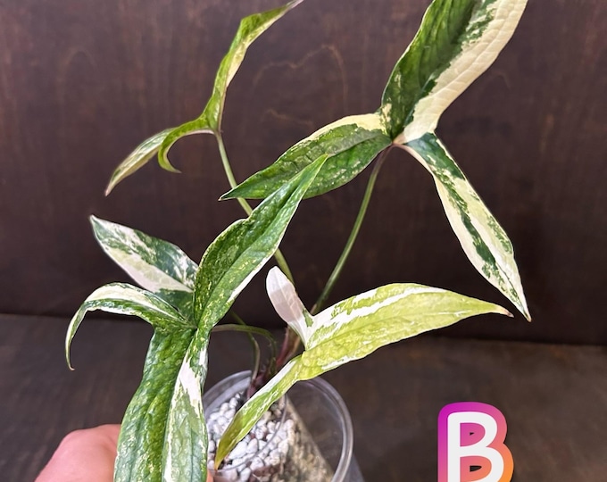 Lasia Spinosa Geli-Geli Albo Variegated * USA * Pick Your Plant * Rare Find