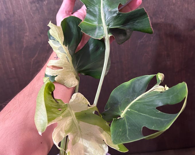 Monstera OCEAN LAVA  * Variegated * USA Exact Plant - Ultra Rare Unicorn
