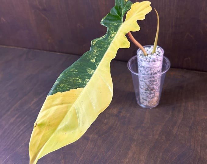 BOB CEE x Florida Beauty HYBRID Variegated  Philodendron * UsA Exact Plant