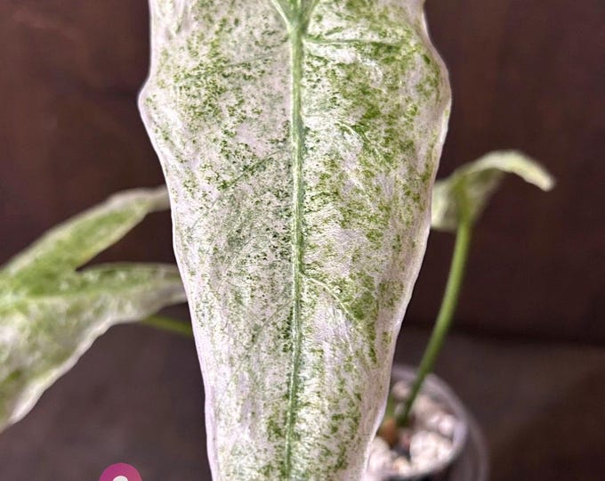 Alocasia Longiloba Galaxy * Variegated * USA Pick Your Plant