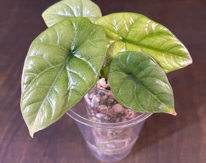 Alocasia Sinuata Full Munt Variegated * USA Exact Plant