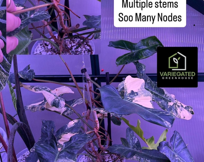 XL MOTHER PLaNT - Philo Jennifer - (FloBe X Billi) - Philodendron Hybrid - Variegated * USA Exact Plant