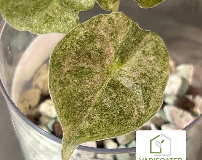 Alocasia Golden Bone Pink Mint Marble * Variegated * USA Exact Plant *