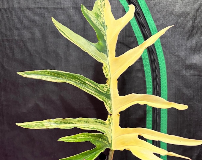 Philo Hybrid {Tortum X (FloBe X Mayoi, Narrow) * Variegated Philodendron * USA * Pick Your Plant !
