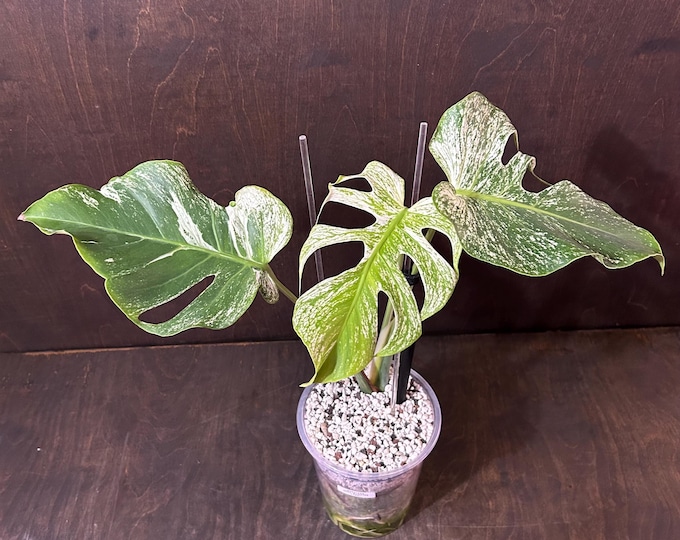DEVIL MONSTER * USA Exact Plant * Variegated Monstera