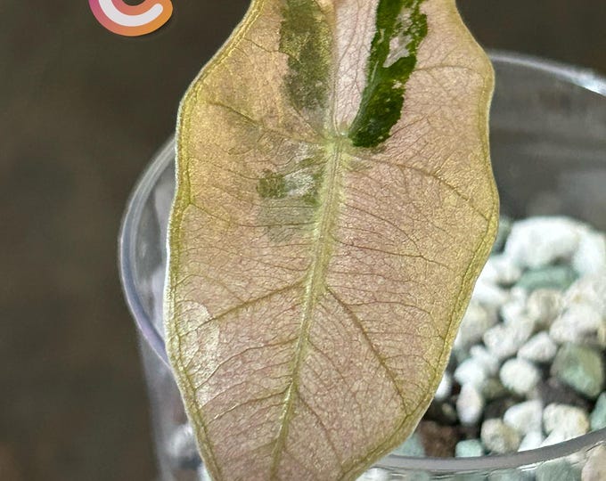 Alocasia Psuedo Sanderiana PINK Variegated * Corm Grown * USA Pick Your Plant