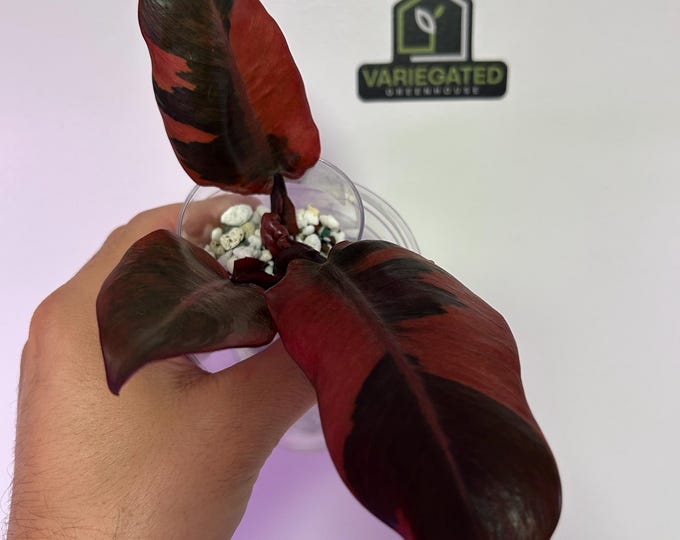 Philodendron Black Cardinal No. 1 * Variegated * USA Exact Plant * #1 Number 1 # 1 No1 No 1
