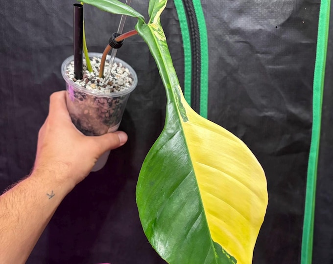 Philodendron JOEPII Variegated * USA Pick Your Plant