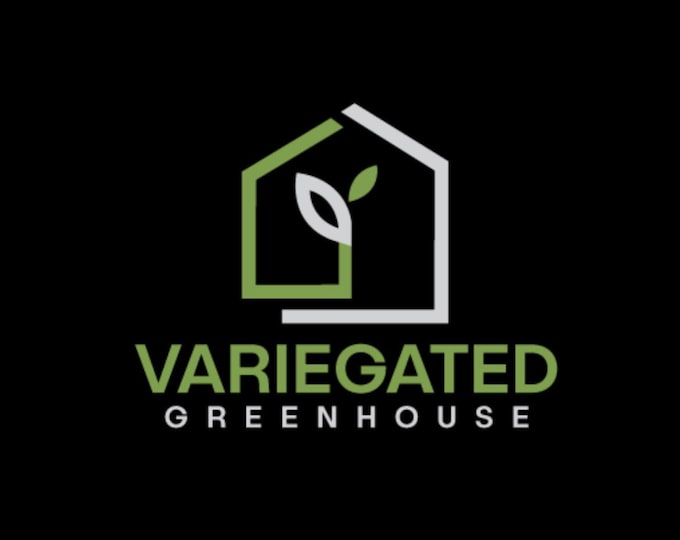 Alocasia Nobilis K Pink Variegated * USA Pick Your Plant