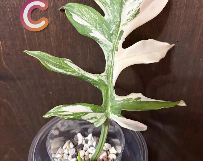 Philodendron DISTANTILOBUM Albo Variegated * USA Pick Your Plant