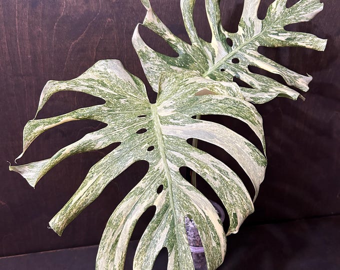 Monstera Legacy * Variegated * USA Pick Your Plant