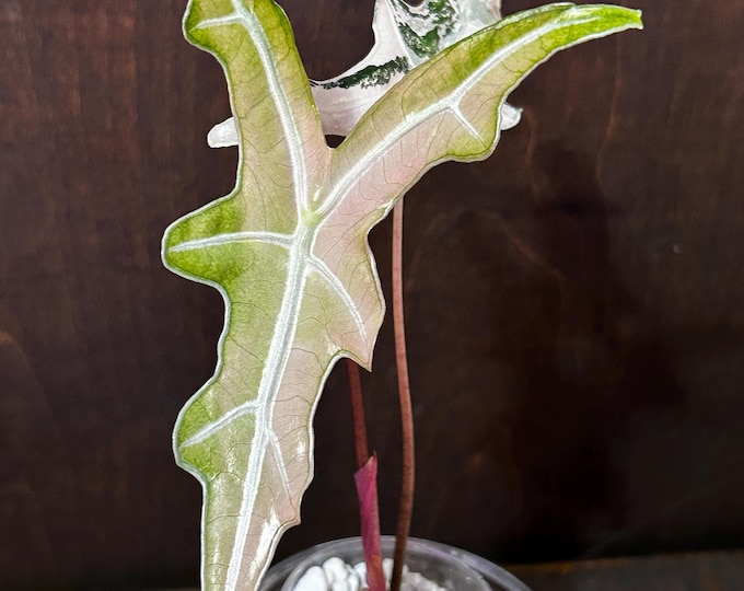 Alocasia Nobilis K Pink Variegated * USA Pick Your Plant