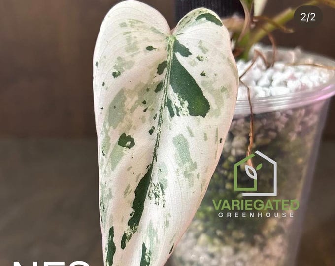 Philodendron Ilsemanii Australian Lineage * Variegated * USA Exact Plant - Ultra Rare Unicorn