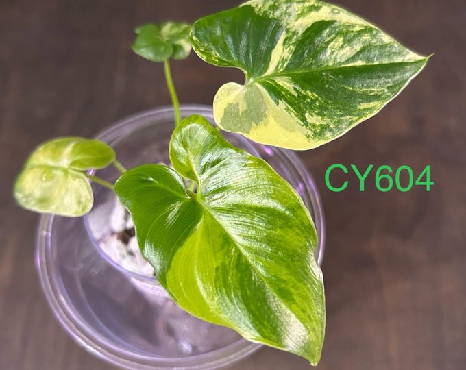 Thaumatophyllum Spruceanum Variegated * Philodendron Goeldii Variegated * USA Pick Your Plant