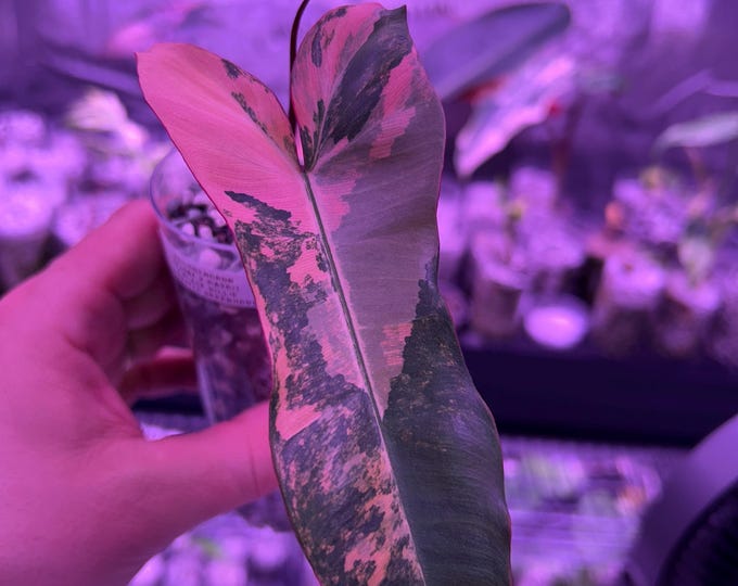 HyBRiD {Black Billi X (FloBe X Mayoi)} Philodendron * Variegated * USA Pick Your Plant! - Ultra Super Rare Unicorn