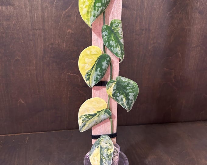 Scindapsus Bakudapati * Highly Variegated * USA Exact Plant