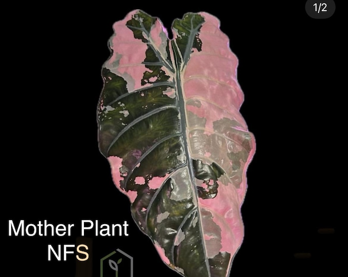 Alocasia Chantrieri PINK Variegated * USA Pick Your Plant