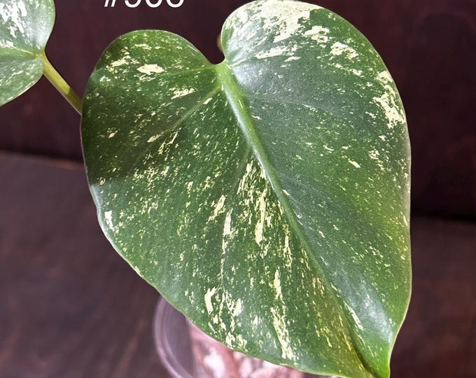 NeW* MuTaTiOn* Monstera White Monster DENSER Variegated * USA * Pick Your Plant