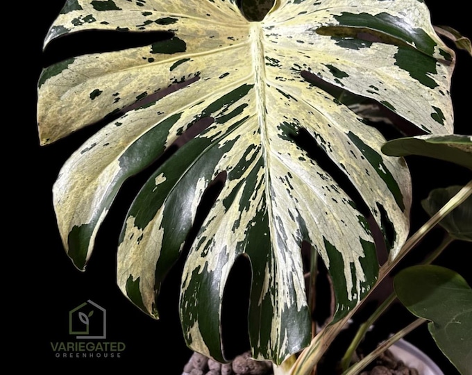Monstera BULBASAUR Variegated * USA * Pick Your Plant !