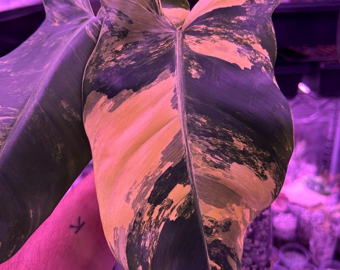 Philodendron Hybrid ~ Florida Beauty X Green Congo ~ Variegated * USA Pick Your Plant