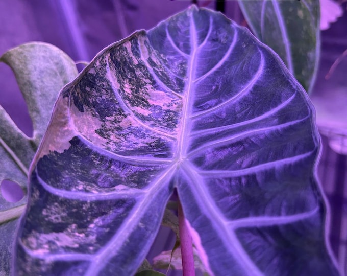 Alocasia Longiloba Lucifer Aurea Variegated * USA Pick Your Plant