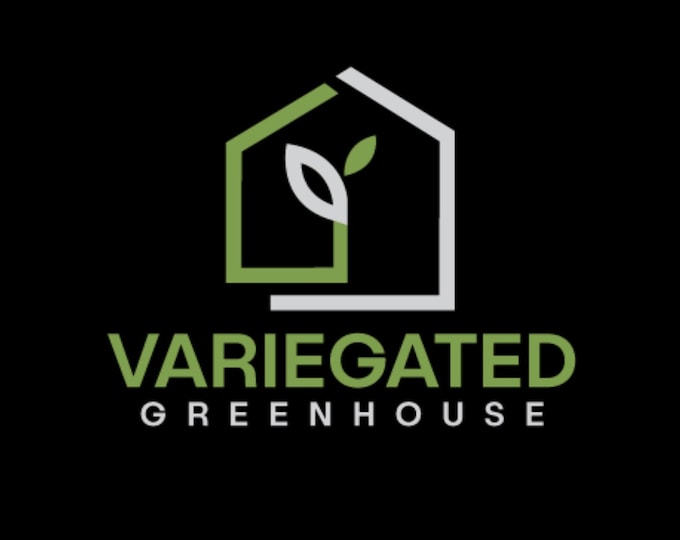 Philodendron TORTUM Variegated * USA Pick Your Plant