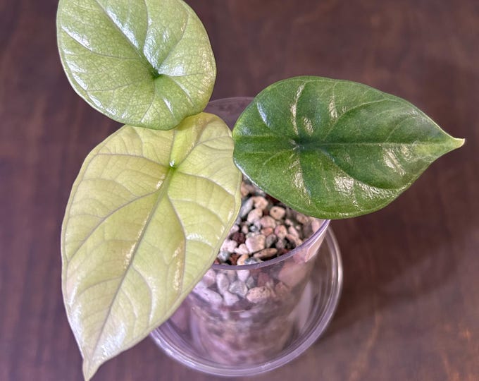 Alocasia Sinuata Full Munt Variegated * USA Exact Plant