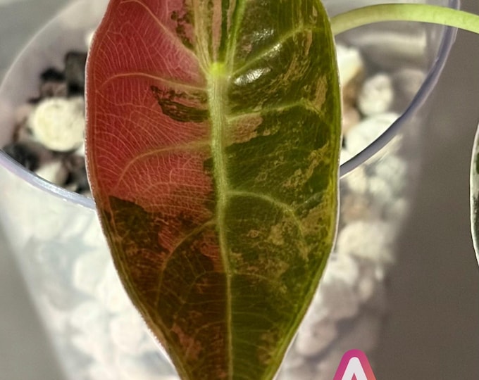 Alocasia SEDENII PINK Variegated * USA Pick Your Plant *