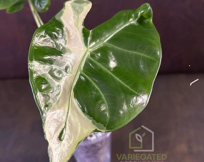 Alocasia Longiloba LAVA Albo Variegated * USA Pick Your Plant