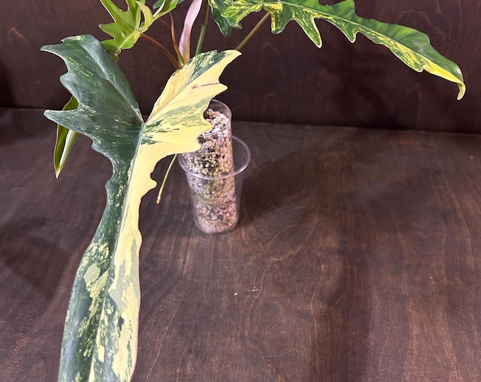 Philodendron Hybrid - Narrow Form - Florida Beauty X Mayoi Variegated * USA Exact Plant