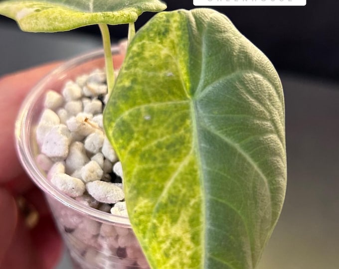 Alocasia Maharani Aurea Mint Variegated * USA Pick Your Plant
