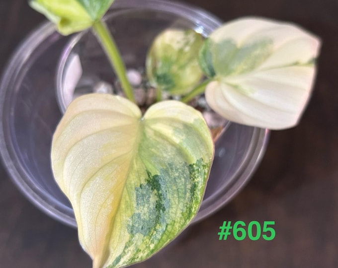 Philodendron Mamei Variegated * USA Pick Your Plant