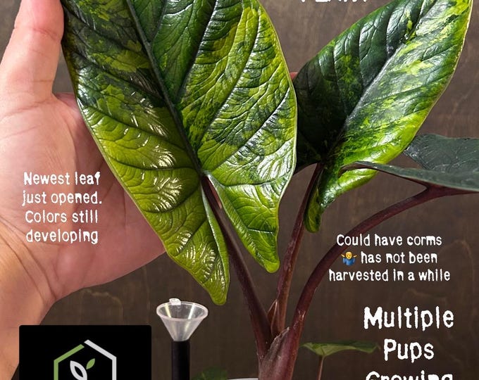 XL MOTHER Alocasia Scalprum Aurea Variegated * USA Exact Plant