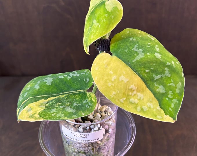 Scindapsus Andalas * Highly Variegated * USA Exact Plant