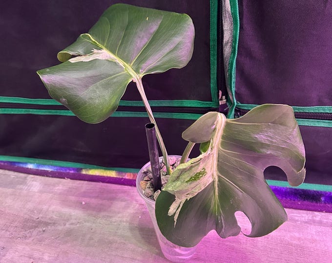 OCEAN LAVA Monstera * Variegated * USA Pick Your Plant