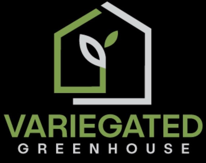 Alocasia Melo Aurea GoG Green on Green Variegated * USA Pick Your Plant