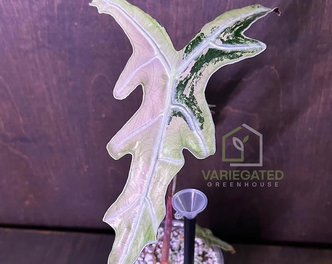 Alocasia Nobilis Pink Thai Variegated * USA Pick Your Plant